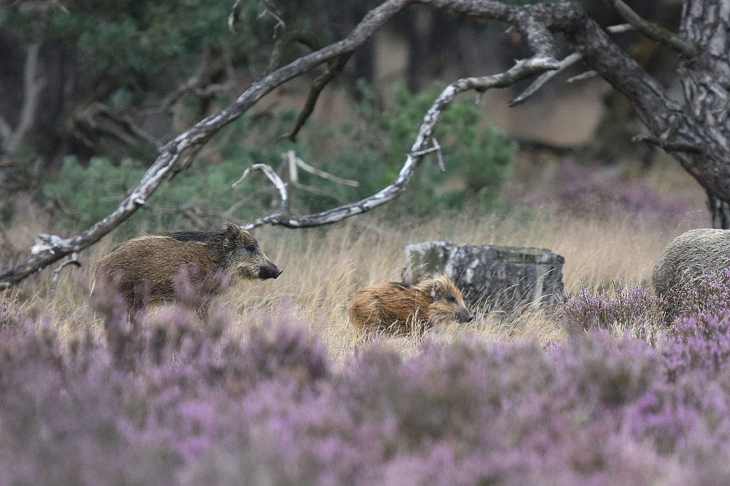 Nikon D7200 + Nikon AF-S Nikkor 600mm F4G ED VR sample photo. Sus scrofa  (wild boar) photography