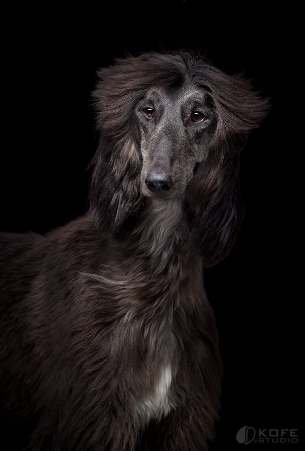 Nikon D4S + AF DC-Nikkor 135mm f/2 sample photo. Afghan hound... photography