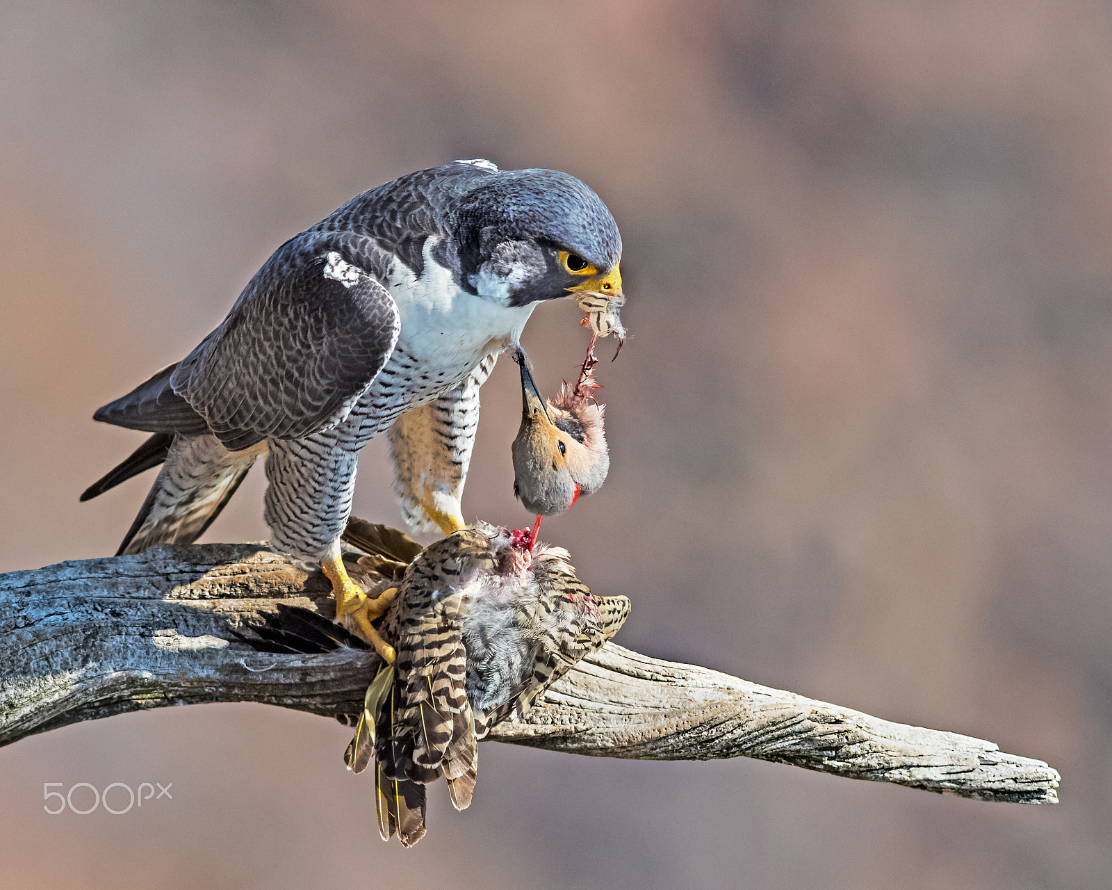 Nikon AF-S Nikkor 300mm F2.8G ED-IF VR sample photo. Peregrine falcon with northern flicker photography