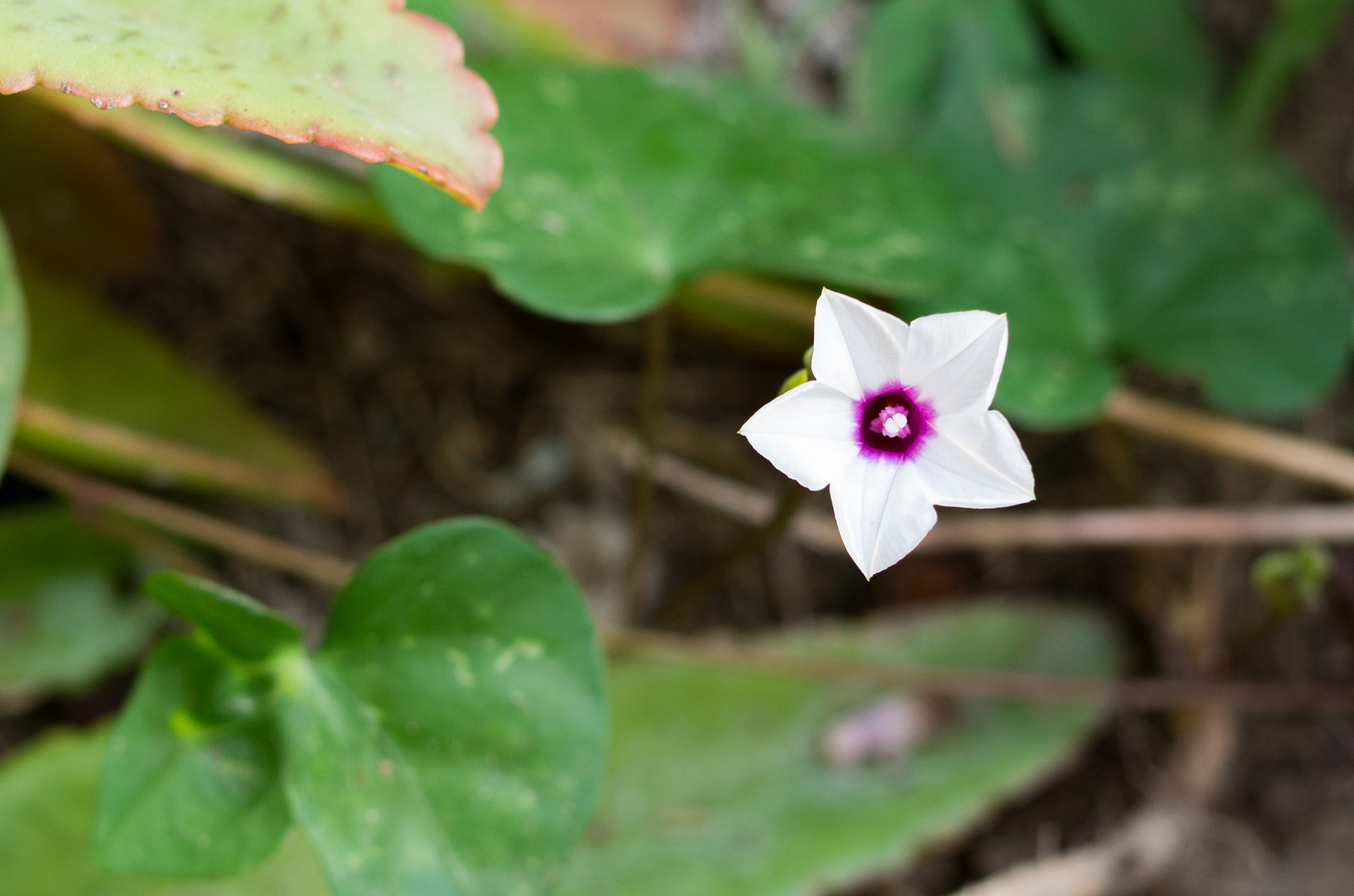 Pentax K-5 IIs sample photo. K52s8967.jpg photography