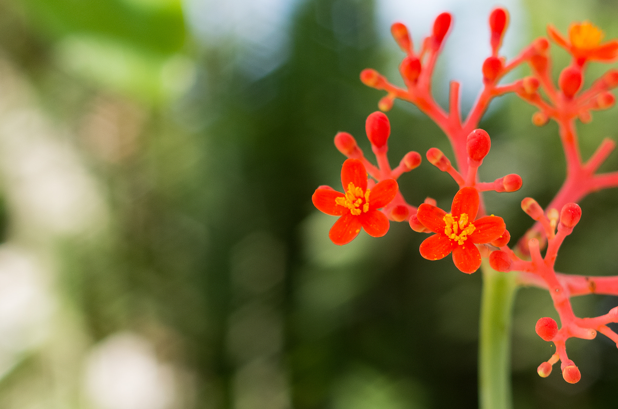 Pentax K-5 IIs sample photo. Crop photography