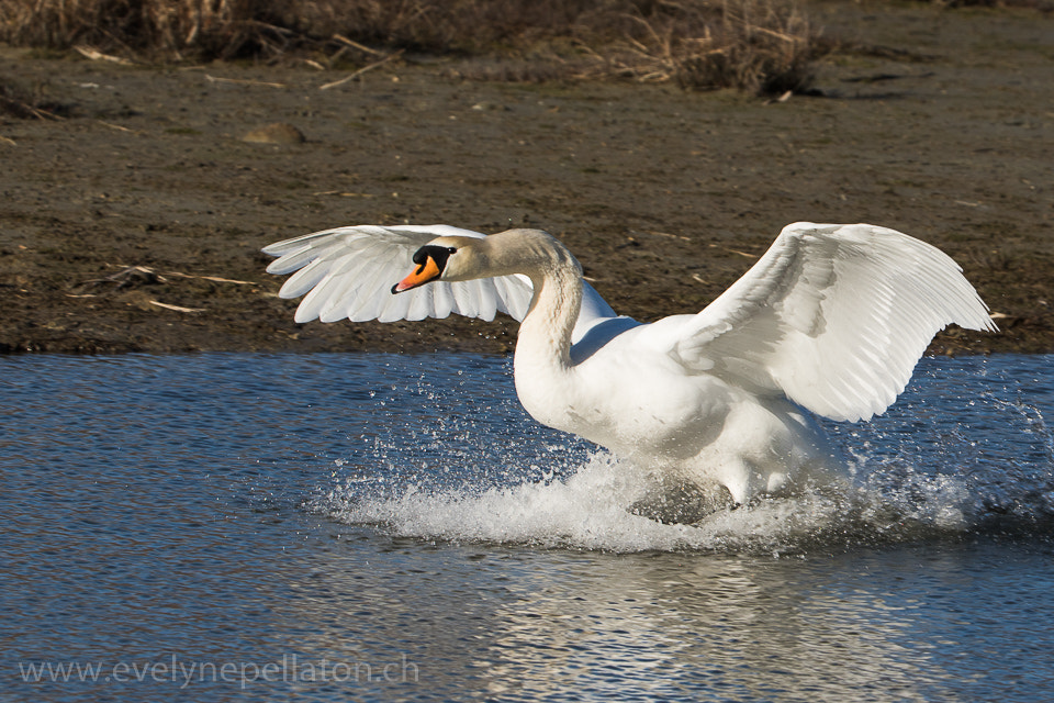 Canon EF 200-400mm F4L IS USM Extender 1.4x sample photo. Bel ... amerrissage photography