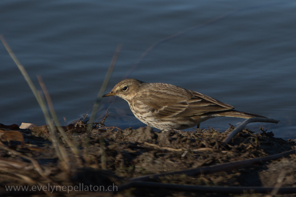 Canon EF 200-400mm F4L IS USM Extender 1.4x sample photo. Soleil couchant photography