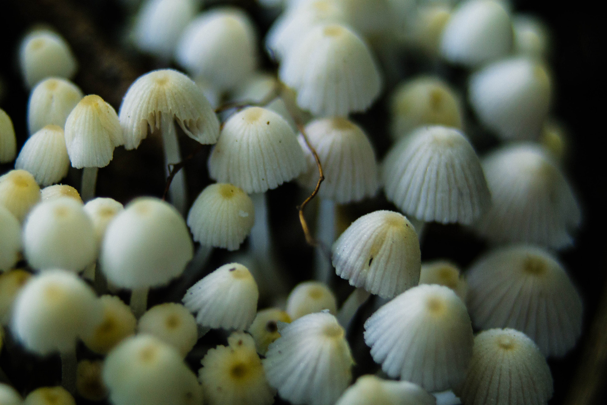 Canon EOS 1100D (EOS Rebel T3 / EOS Kiss X50) + Sigma 28-80mm f/3.5-5.6 II Macro sample photo. Mushroom photography