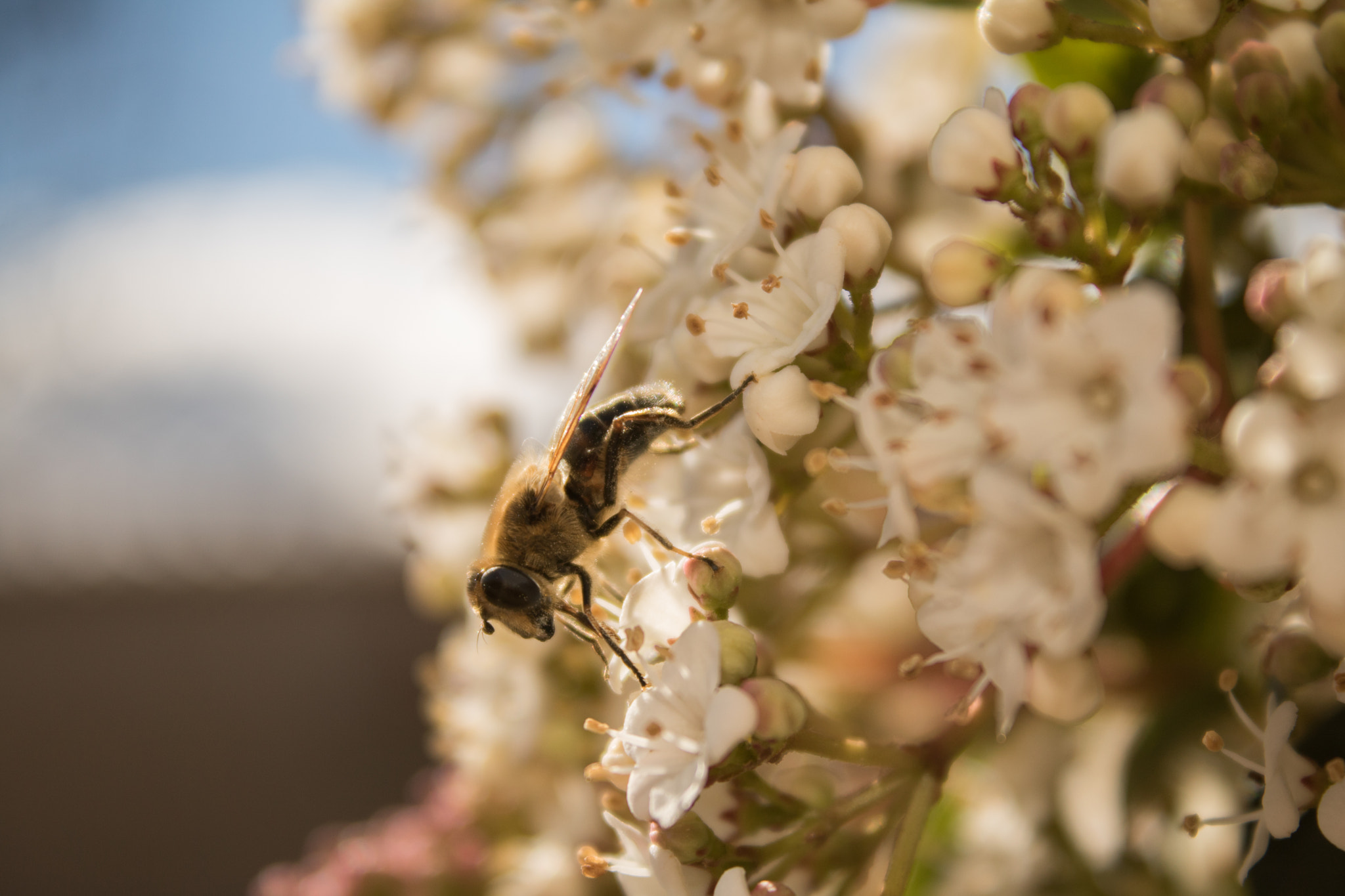 Canon EOS 760D (EOS Rebel T6s / EOS 8000D) sample photo. Patrice photography