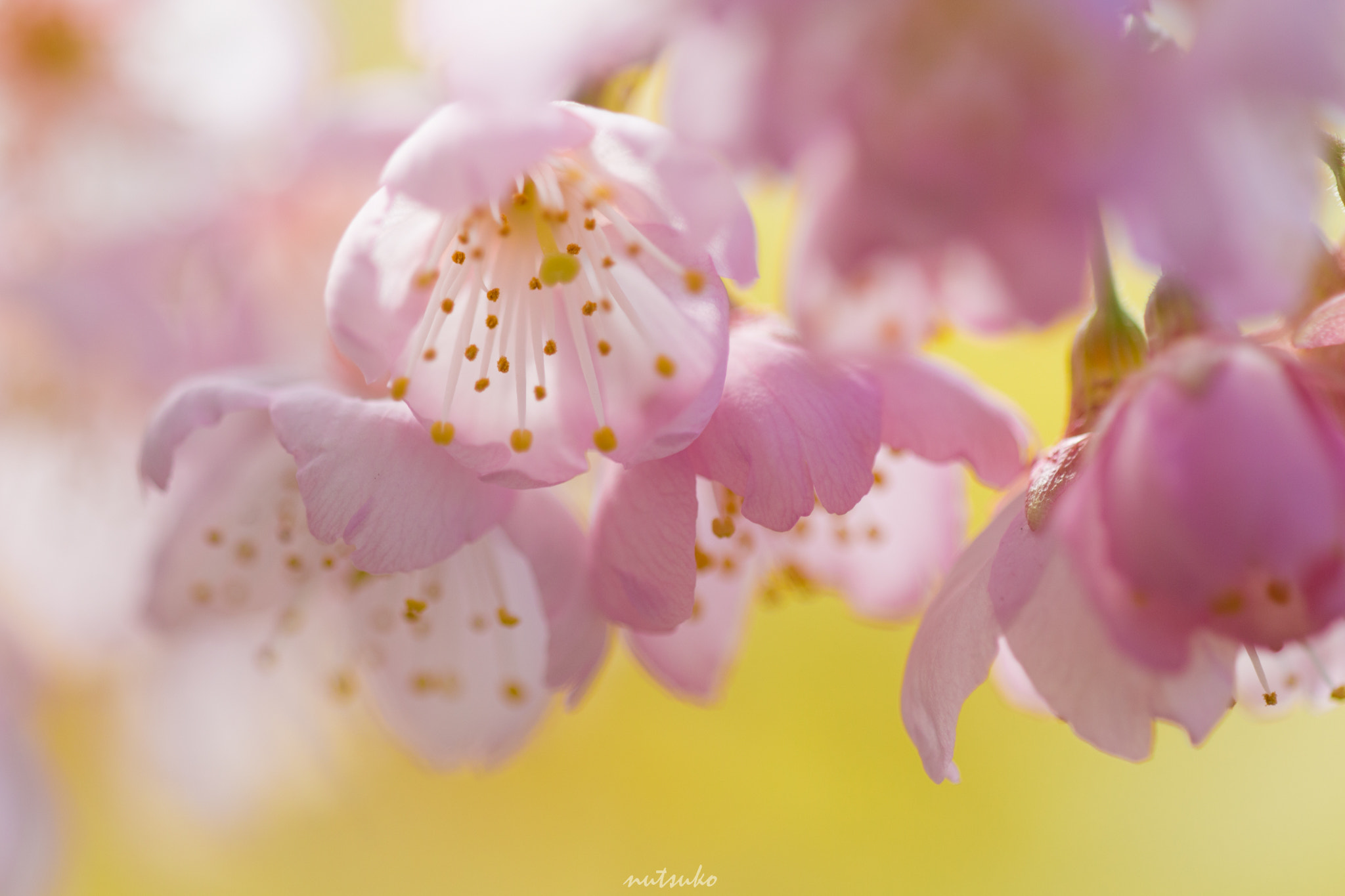 Sigma APO Macro 150mm f/2.8 EX DG HSM sample photo. Cherry bloom photography