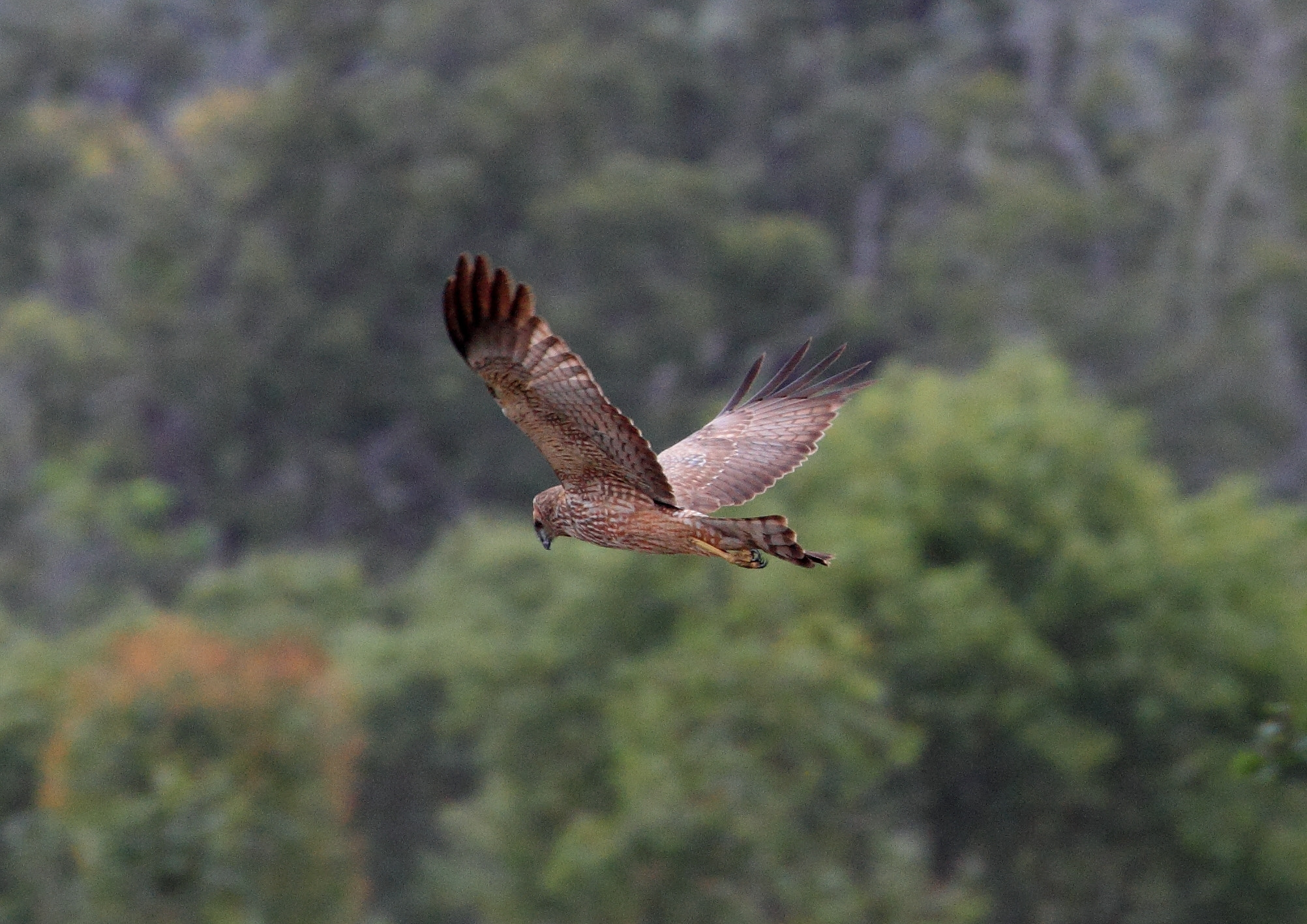 Canon EF 70-300mm F4-5.6L IS USM sample photo. Spotted harrier (circus assimilis) photography