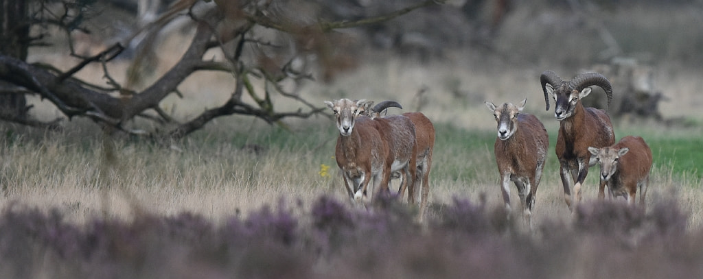 Nikon AF-S Nikkor 600mm F4G ED VR sample photo. Ovis orientalis orientalis photography