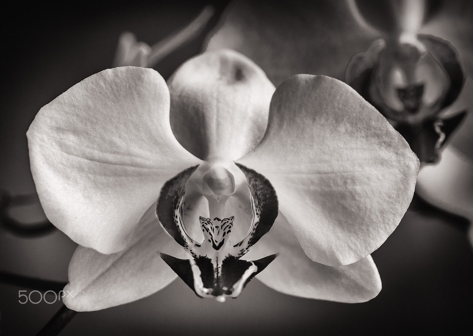 Olympus OM-D E-M1 + OLYMPUS 50mm Lens sample photo. Orquidea photography