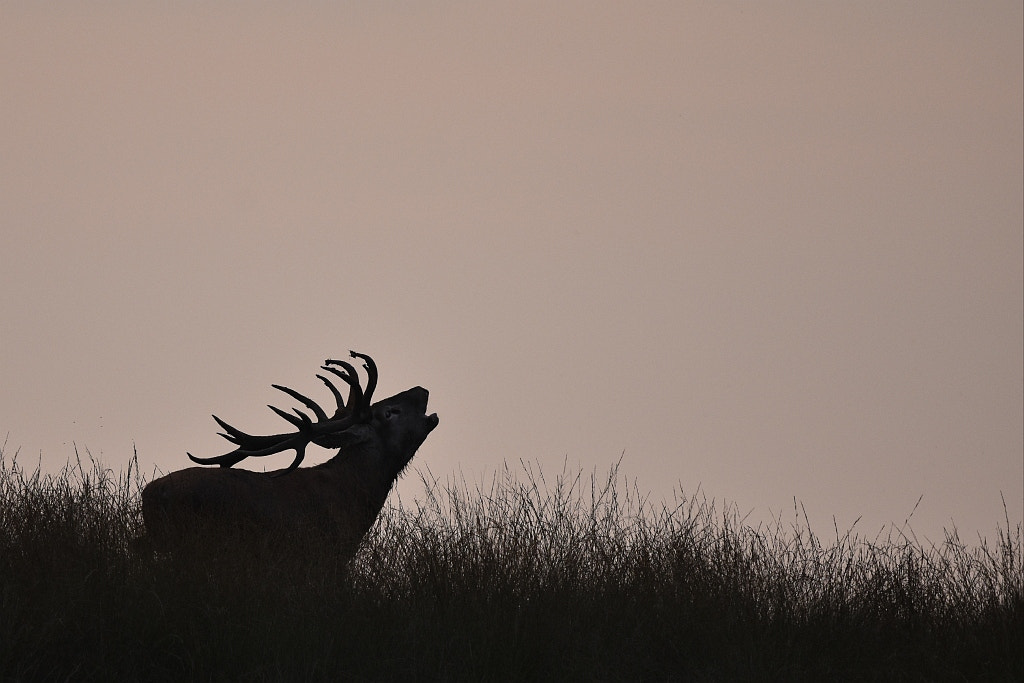 Nikon D7200 + Nikon AF-S Nikkor 600mm F4G ED VR sample photo. Elaphus elaphus (red deer) photography