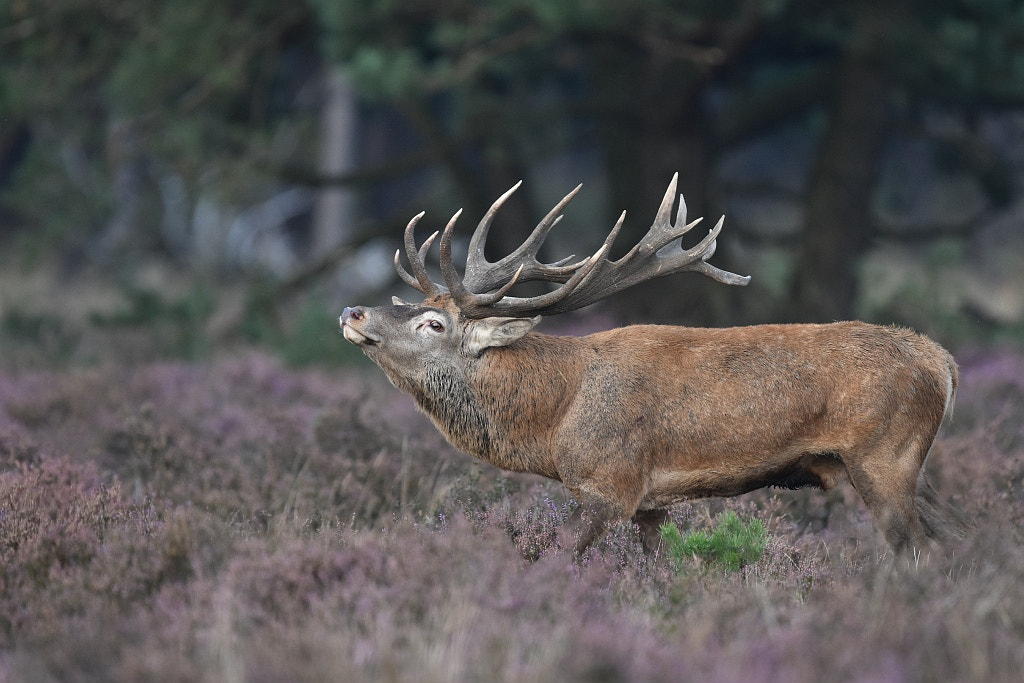 Nikon D7200 + Nikon AF-S Nikkor 600mm F4G ED VR sample photo. Elaphus elaphus (red deer) photography