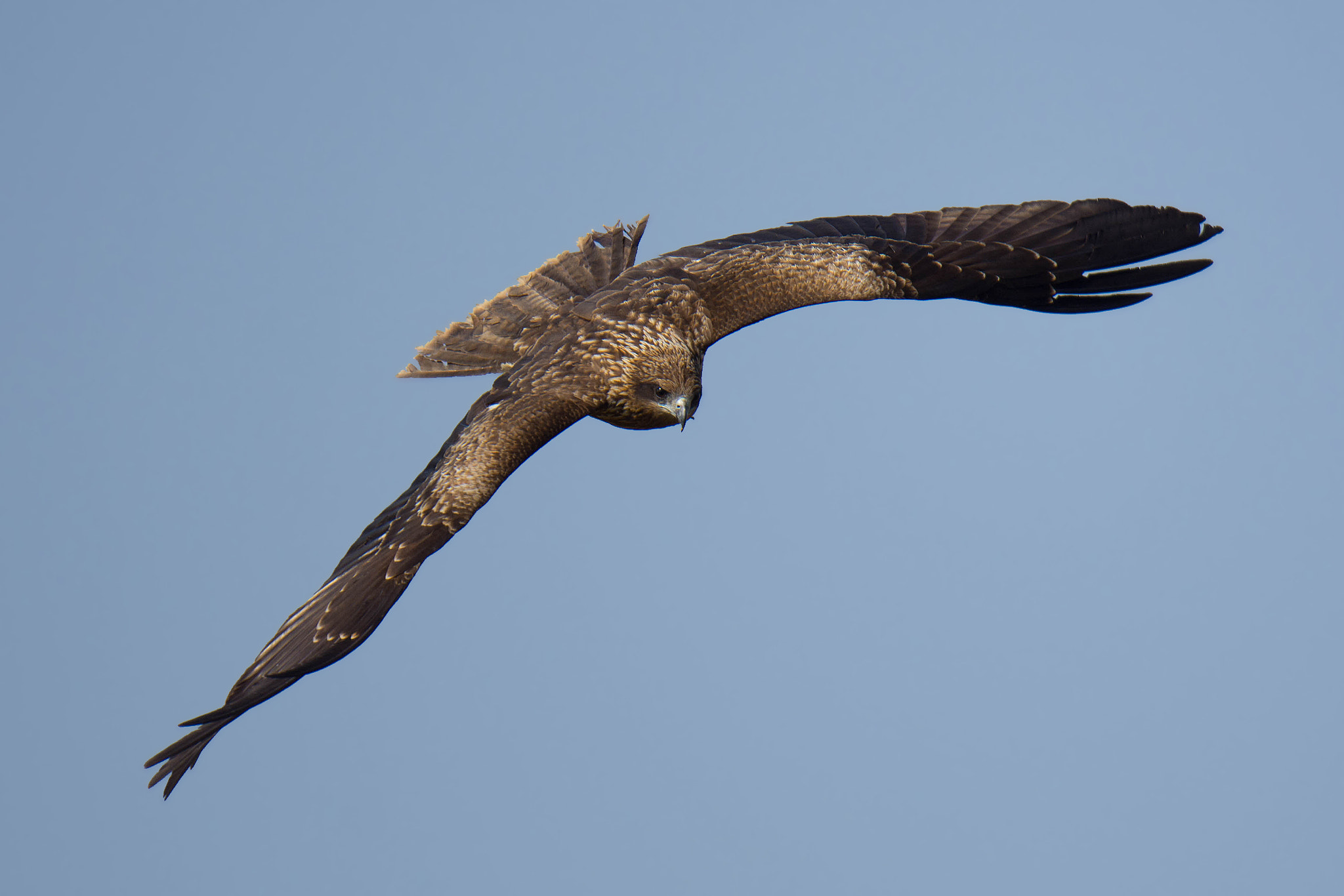 Nikon D7200 + Nikon AF-S Nikkor 500mm F4G ED VR sample photo. Black kite photography