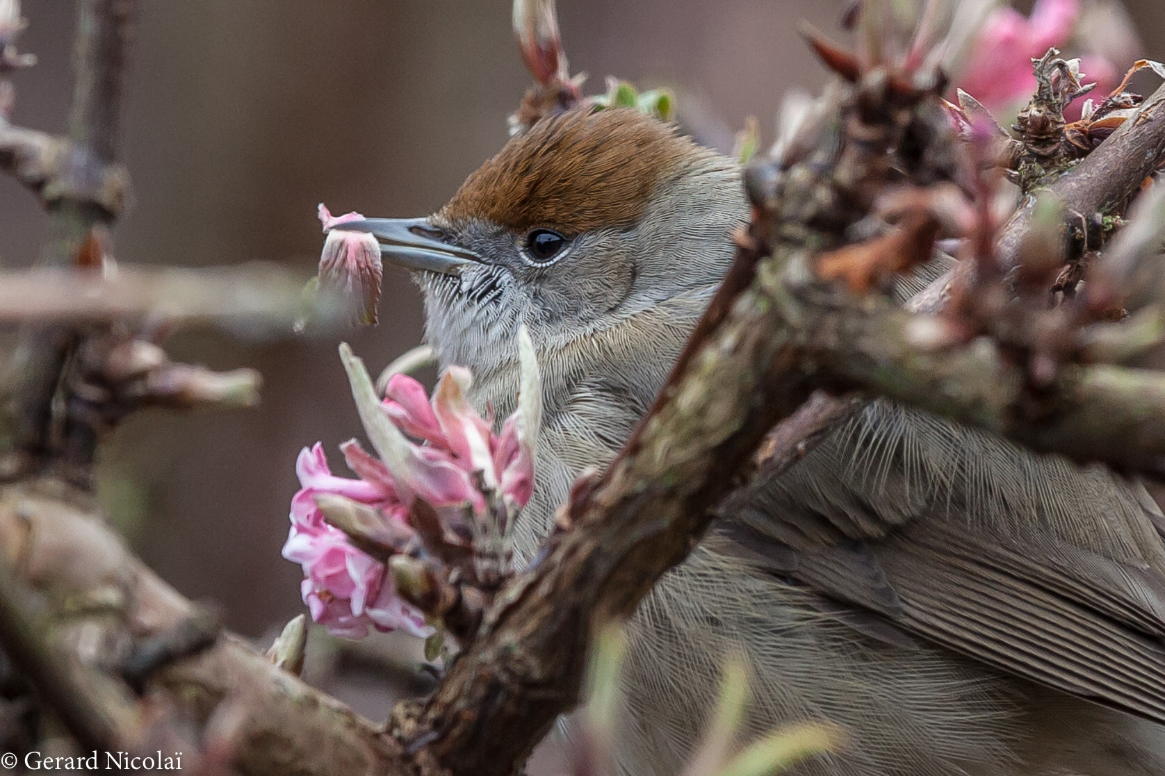 Canon EF 300mm F2.8L IS USM sample photo. Female blackcap photography