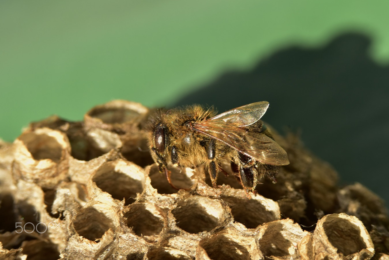 Sigma 70-200mm F2.8 EX DG OS HSM sample photo. () photography