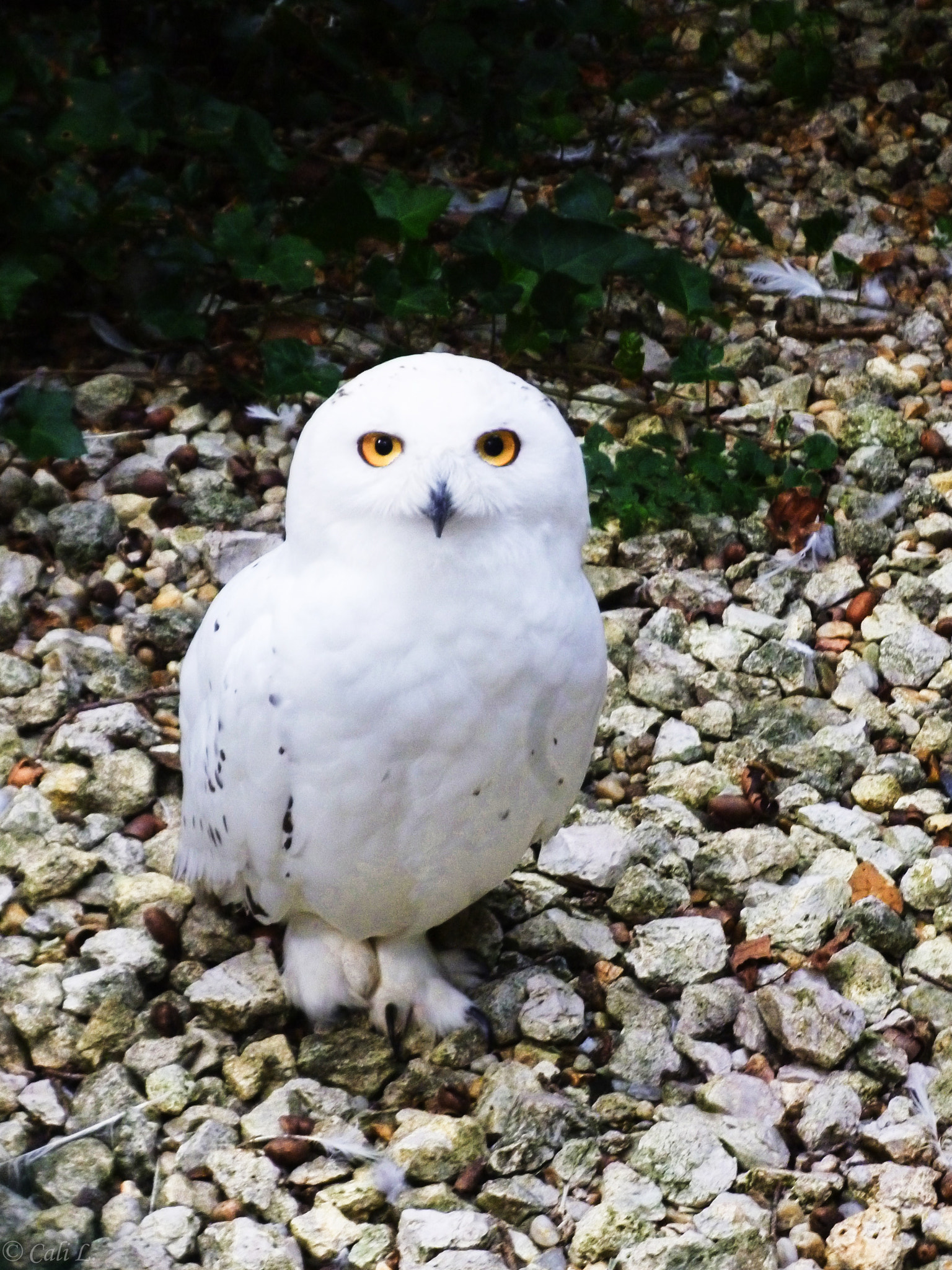 Panasonic Lumix DMC-S1 sample photo. Snowy owl photography