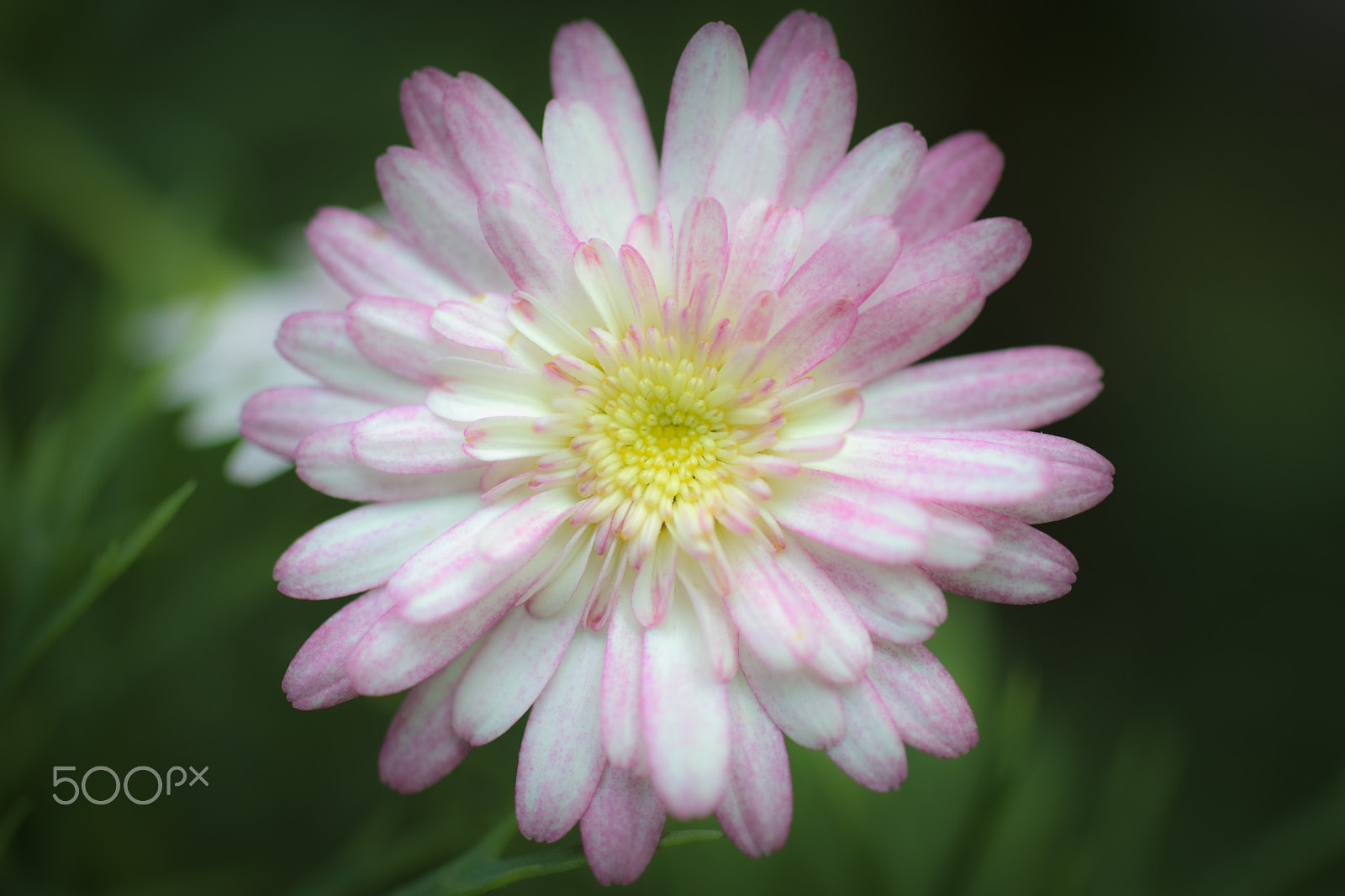 Canon EOS-1D Mark IV sample photo. Untittled photography