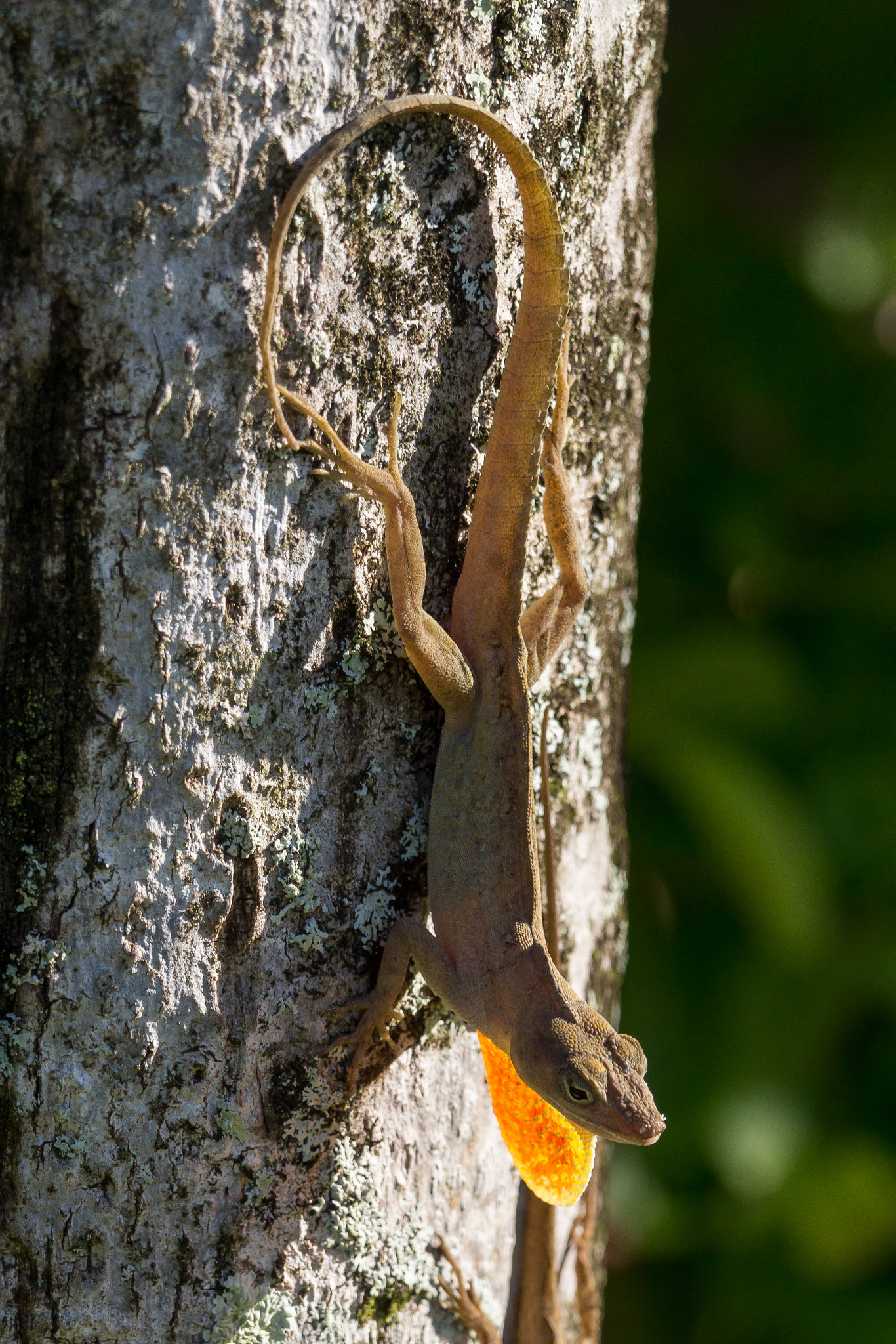 Sony 70-300mm F4.5-5.6 G SSM sample photo. Brown anole on tree photography