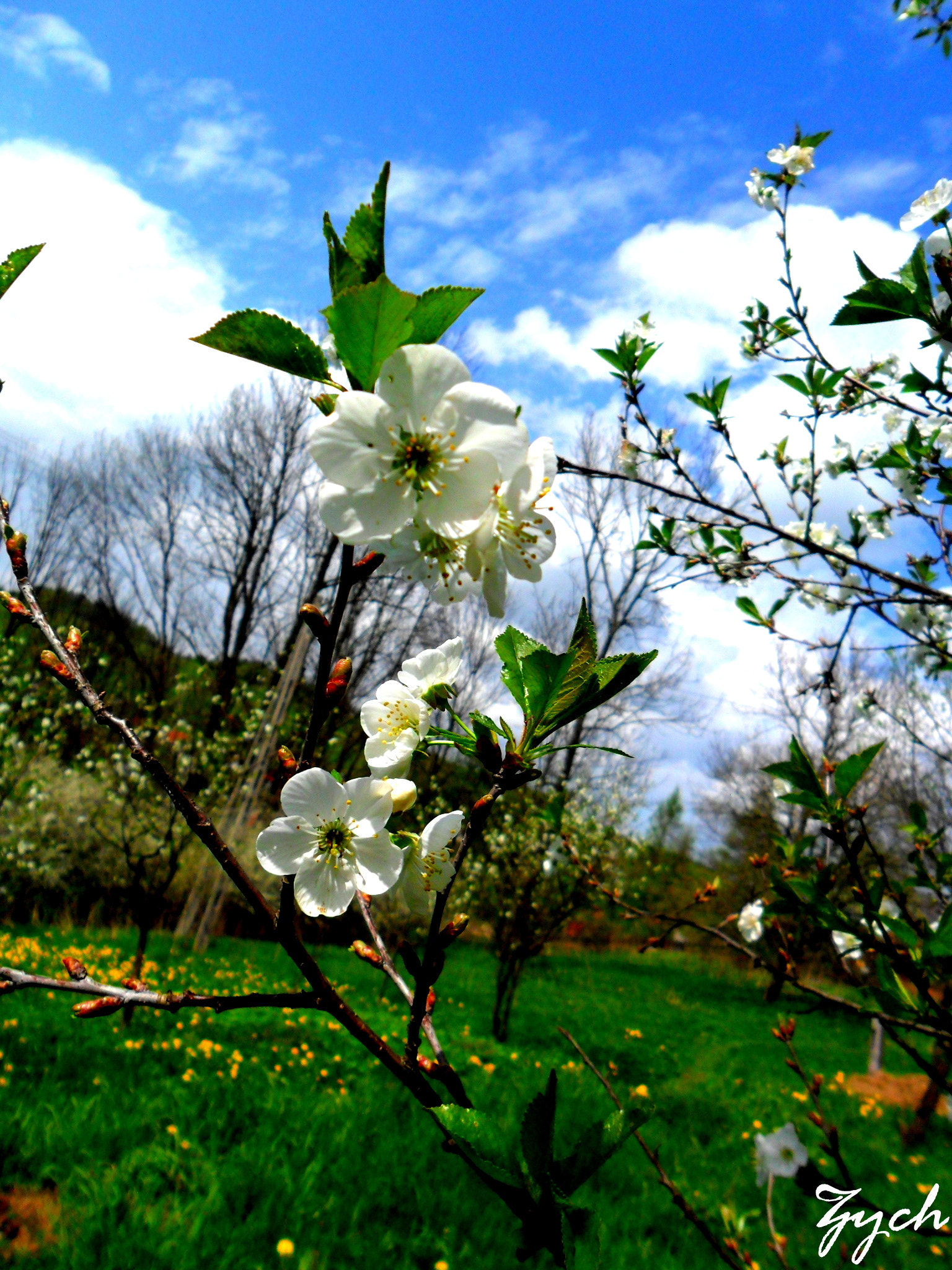 Samsung ES70, ES71 / VLUU ES70, ES71 /  SL600 sample photo. Flowers photography