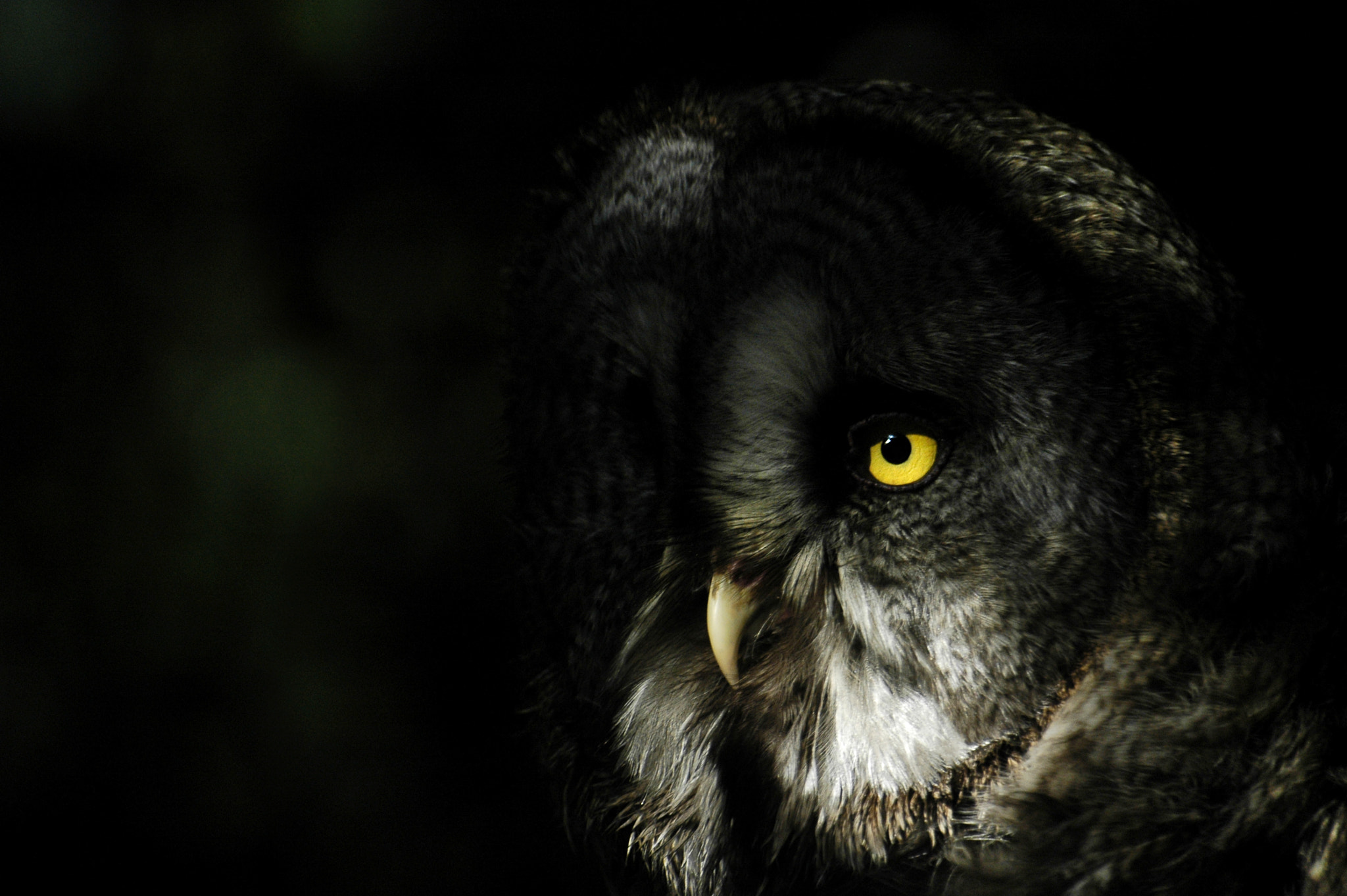 Nikon D70s sample photo. Nordic owl photography