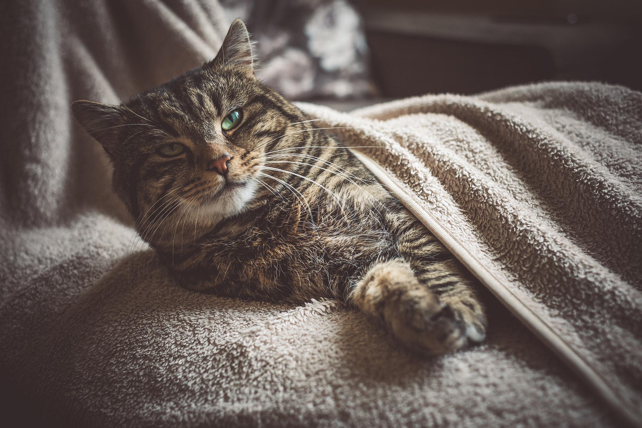 Fujifilm X-A1 + Fujifilm XF 35mm F1.4 R sample photo. Chilling on the couch 1 photography