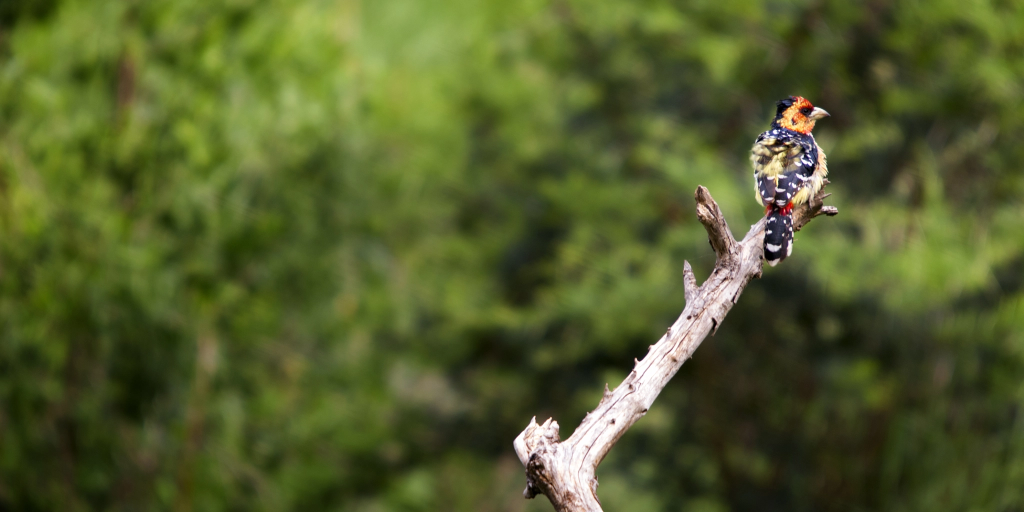 Sigma 50-500mm F4-6.3 EX APO RF HSM sample photo. Crested barbet looking photography