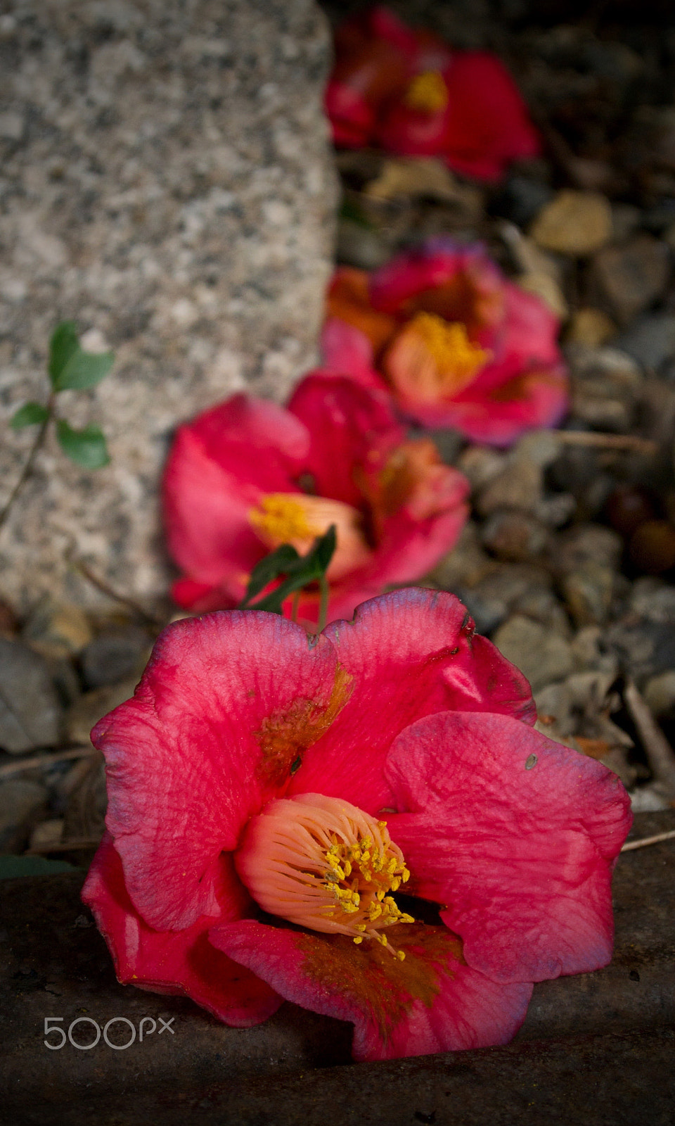 Nikon 1 J2 sample photo. Fallen camellia photography