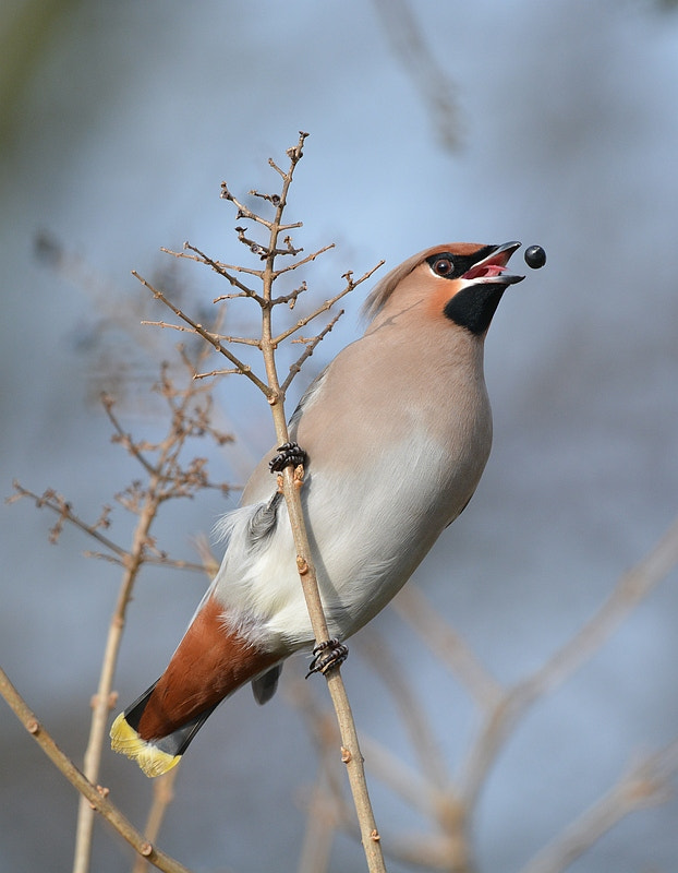 Nikon AF-S Nikkor 600mm F4G ED VR sample photo. Bombycilla garrulus photography