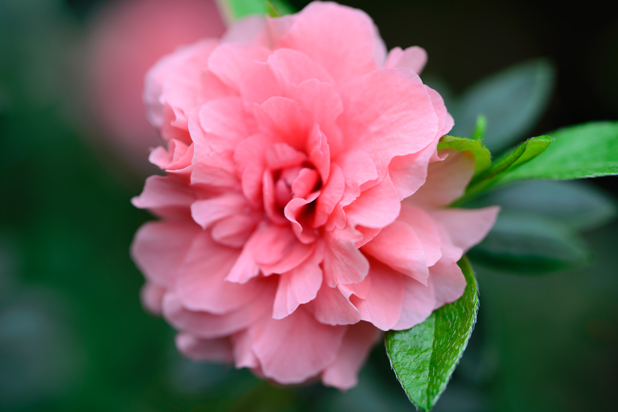Nikon D600 sample photo. Japanese rose photography