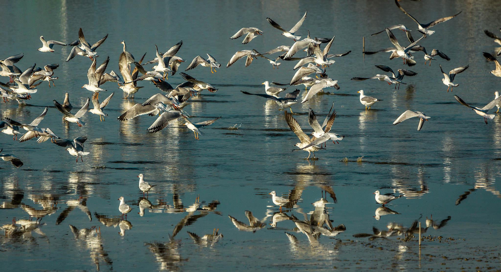 Canon EF 70-200mm F2.8L IS USM sample photo