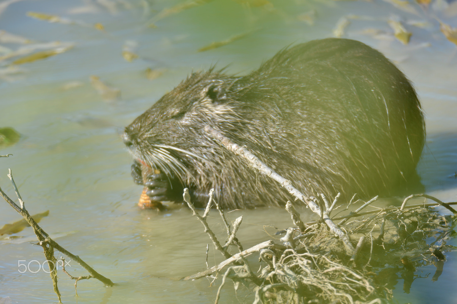 Nikon D800E + Tamron SP 150-600mm F5-6.3 Di VC USD sample photo. Nutria photography