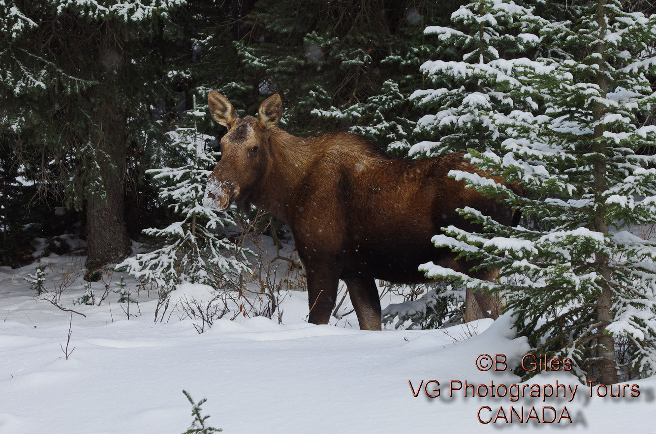 Pentax K-5 IIs + Pentax smc DA* 60-250mm F4.0 ED (IF) SDM sample photo. Winter moose. photography