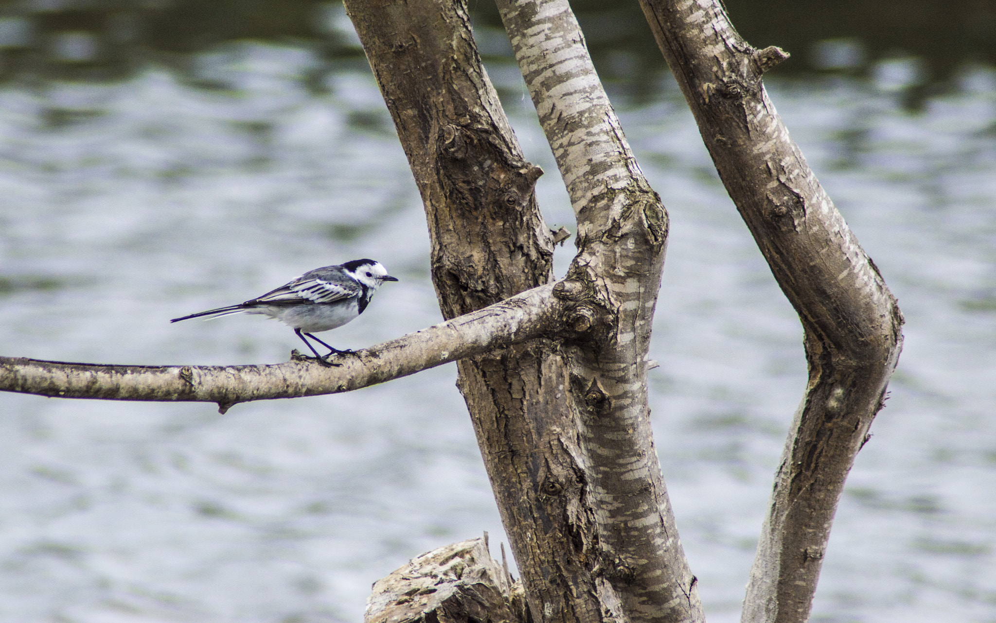 Tamron AF 200-400mm f/5.6 LD IF (75D) sample photo. Lavandera blanca - white wagtail (motacilla alba) photography