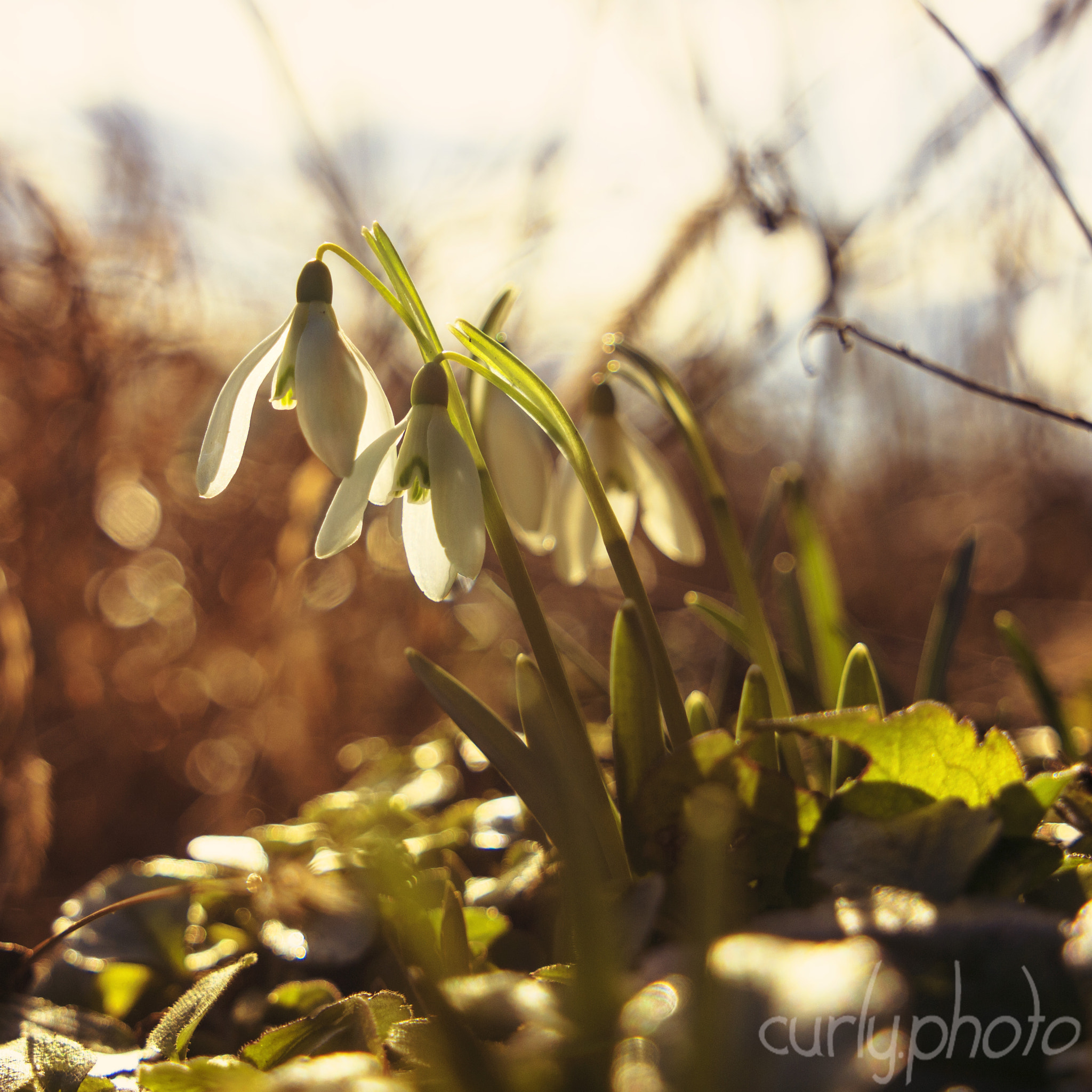 Canon EF 24-105mm F3.5-5.6 IS STM sample photo. Spring photography