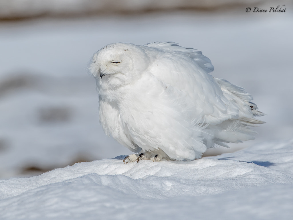 Canon EF 300mm F2.8L IS II USM sample photo. Snowy owl photography