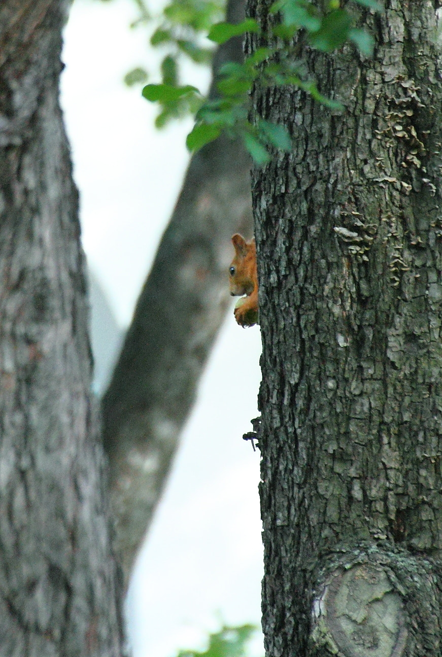 Canon EOS 7D + Canon 70-300mm sample photo. день города photography