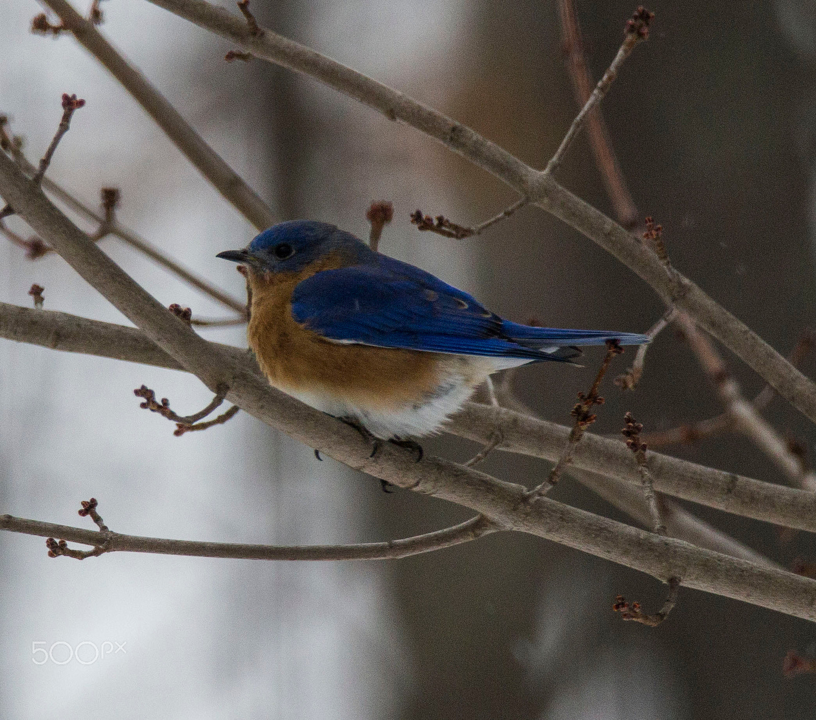 Sigma 150-600mm F5-6.3 DG OS HSM | C sample photo. Blue bird photography