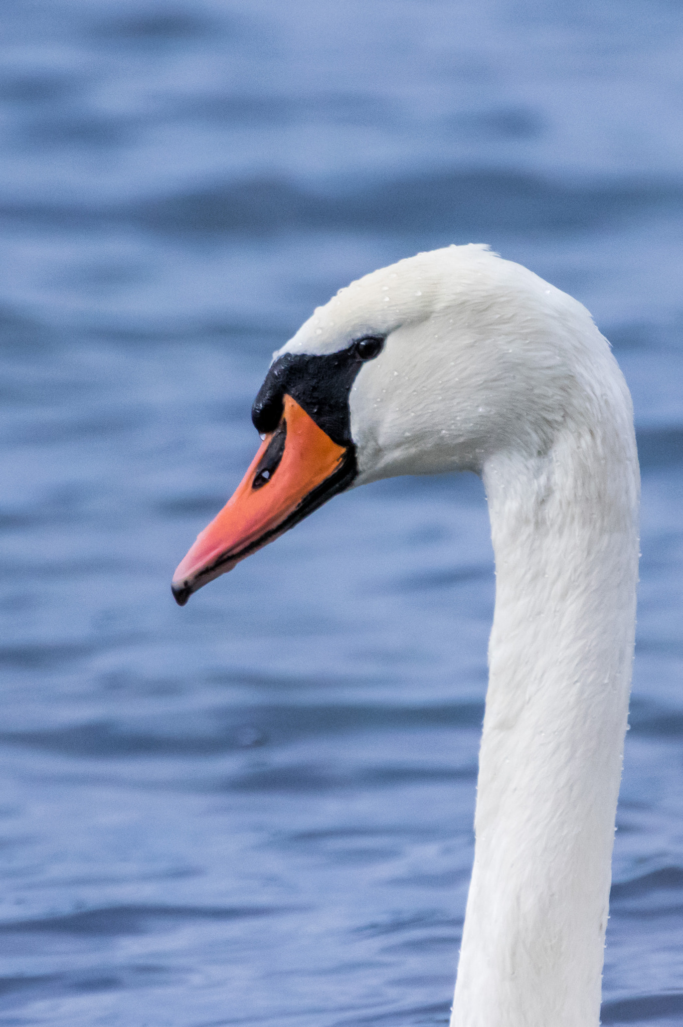Pentax K-3 sample photo. Swan photography