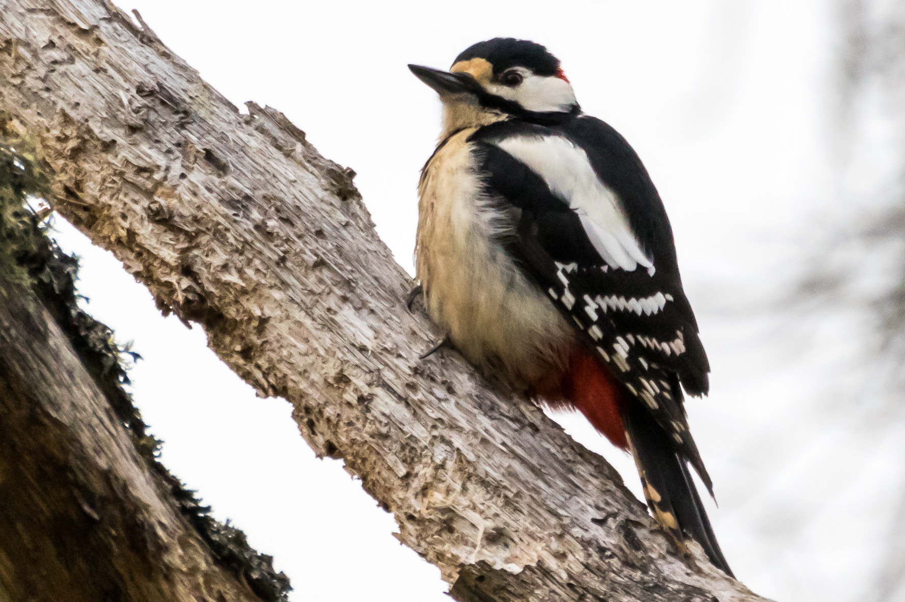 Pentax K-3 + Pentax D FA 150-450mm F4.5-5.6 ED DC AW sample photo. Lesser spotted woodpecker photography