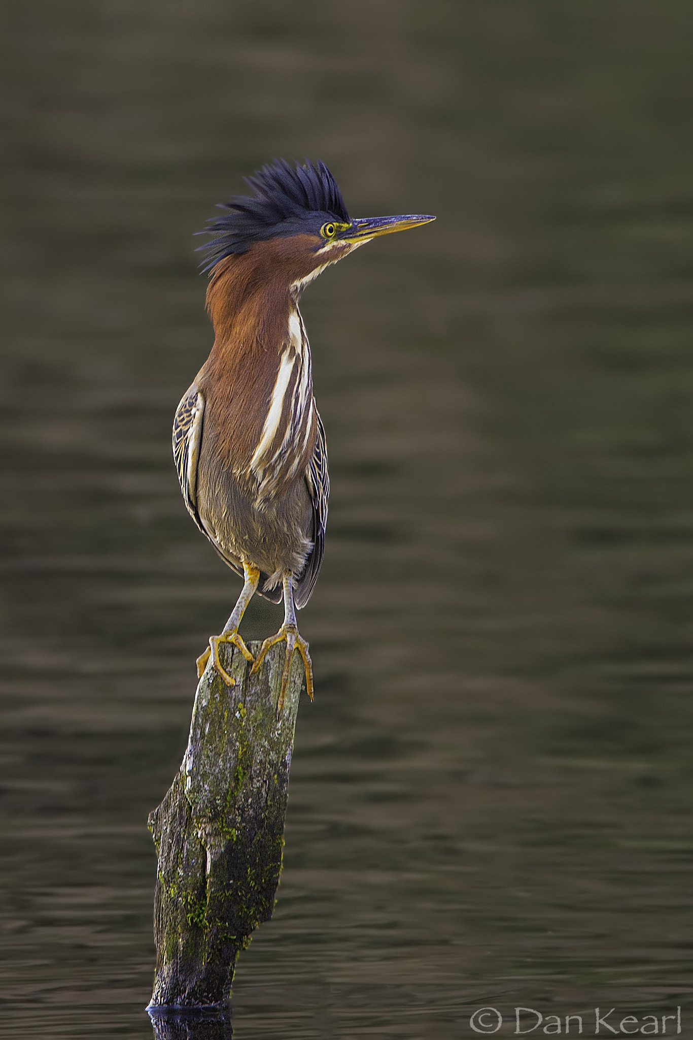 Nikon AF-S Nikkor 300mm F2.8G ED VR II sample photo. Cartoon heron photography