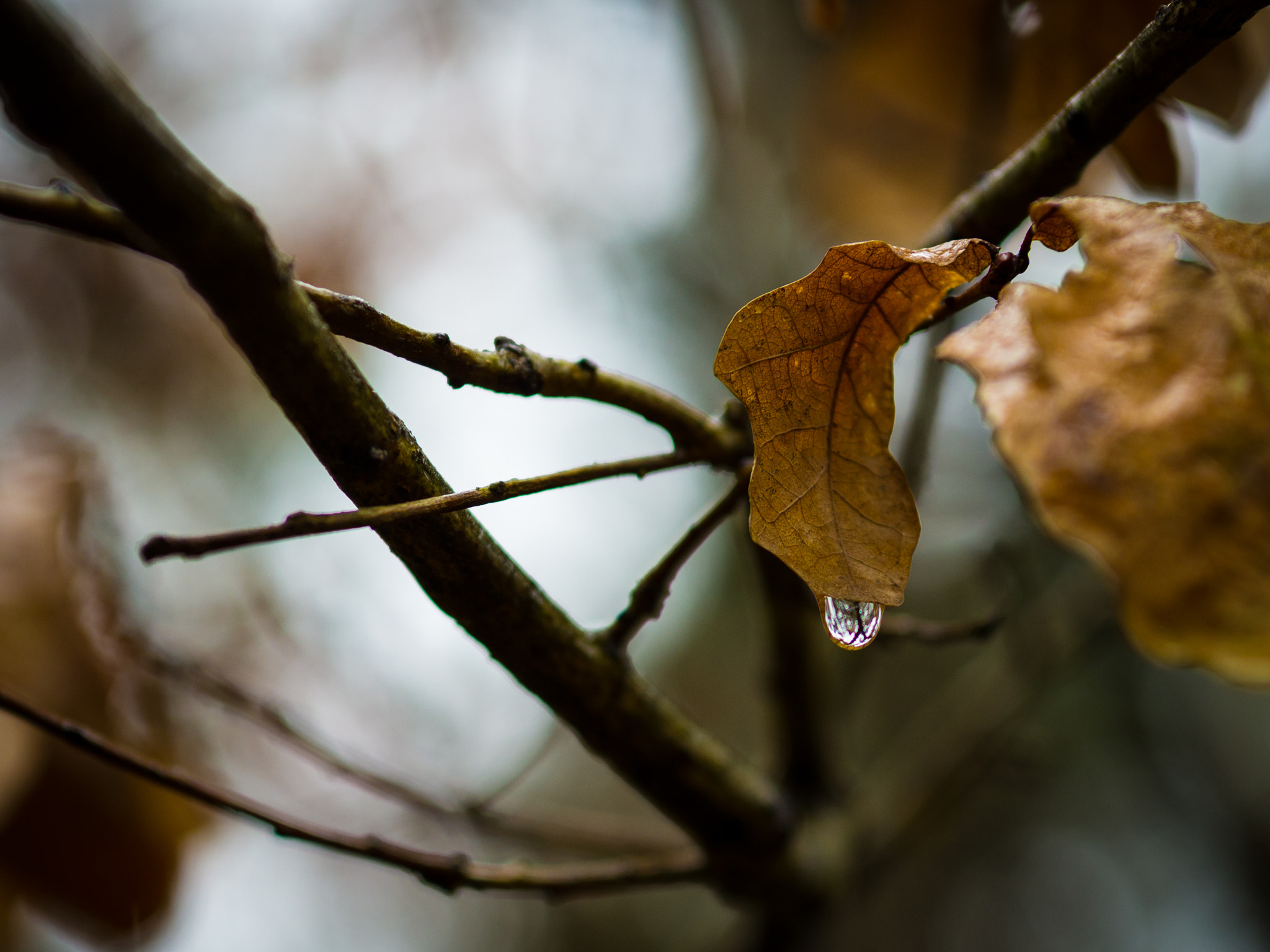 Olympus OM-D E-M10 + Sigma 60mm F2.8 DN Art sample photo. Raindrop photography