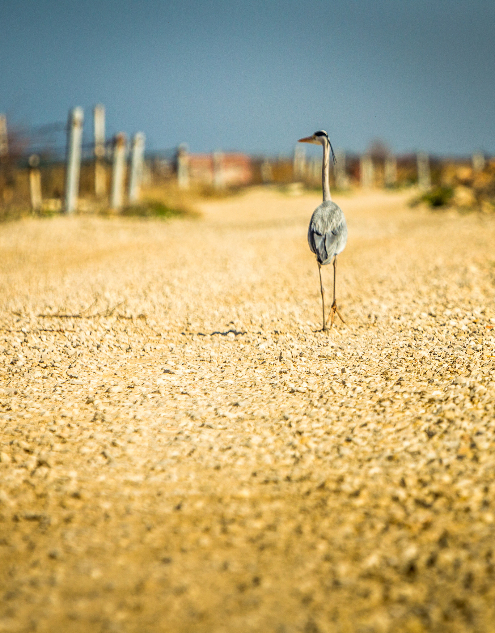 Canon EOS-1D Mark IV + Canon EF 70-200mm F2.8L IS USM sample photo. I walk alone... photography