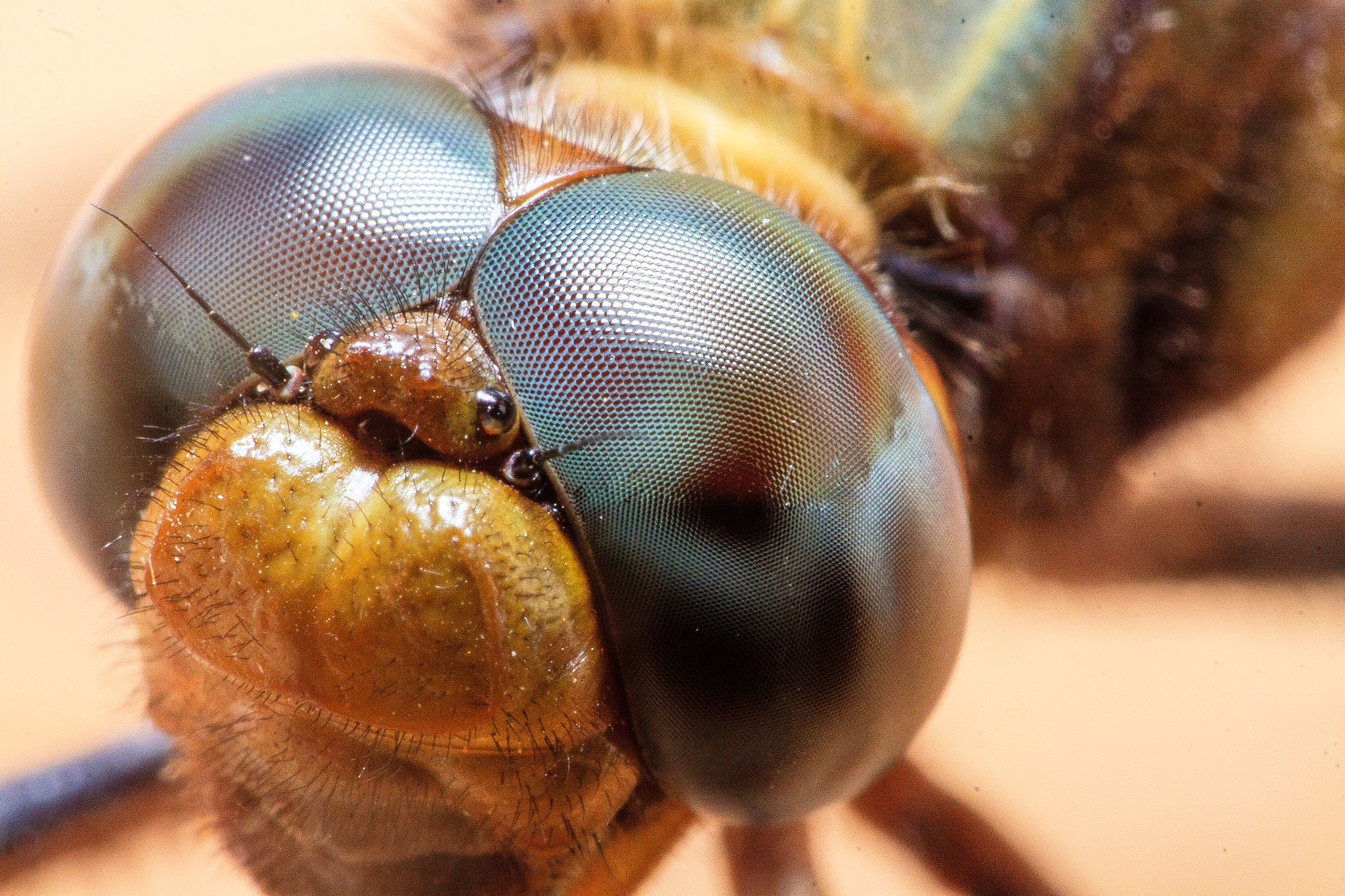 Canon EOS 50D + Tamron SP AF 90mm F2.8 Di Macro sample photo. Dragonfly photography