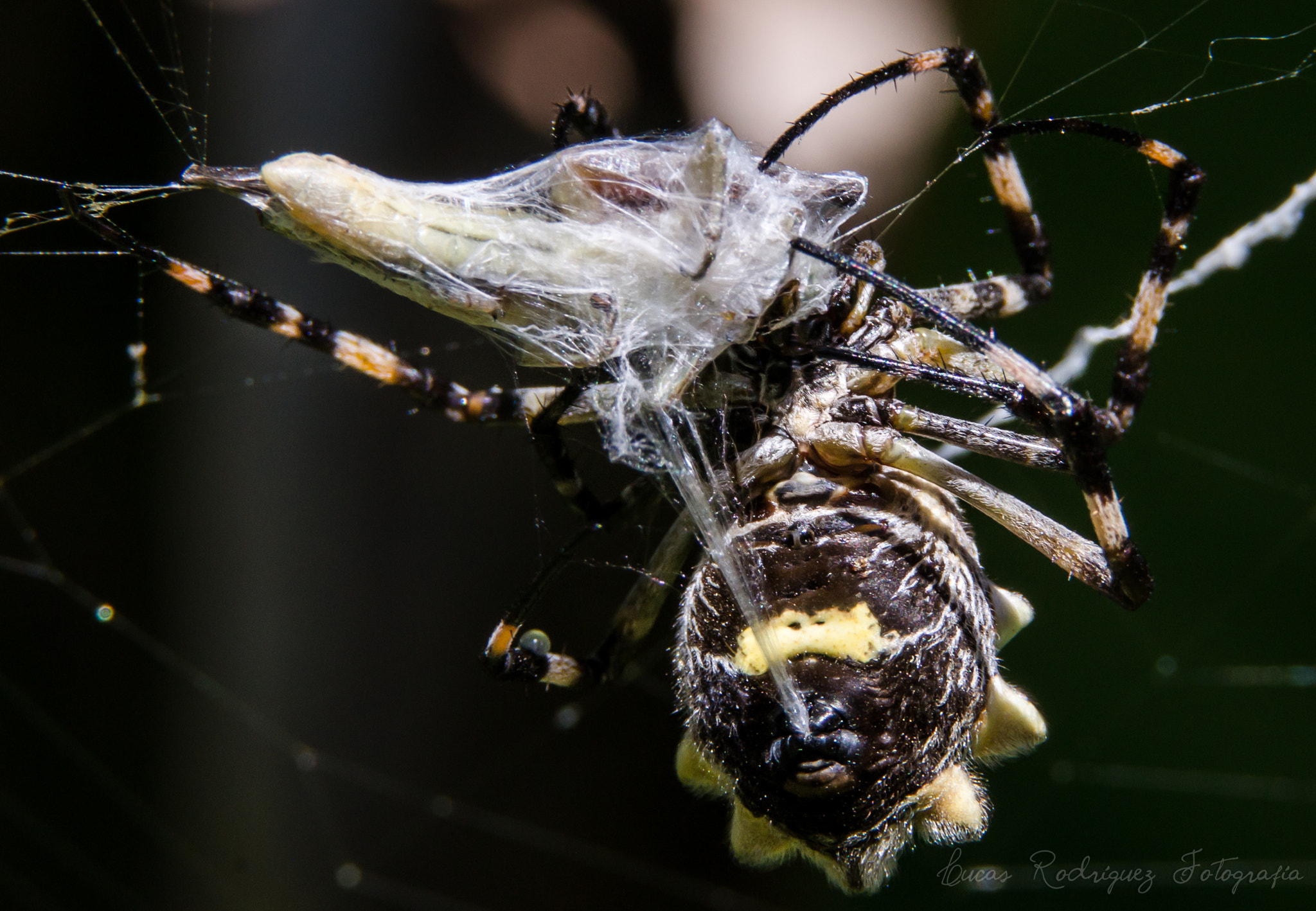 Sony SLT-A37 + Tamron SP AF 70-200mm F2.8 Di LD (IF) MACRO sample photo. Araña cazando - spider hunting photography