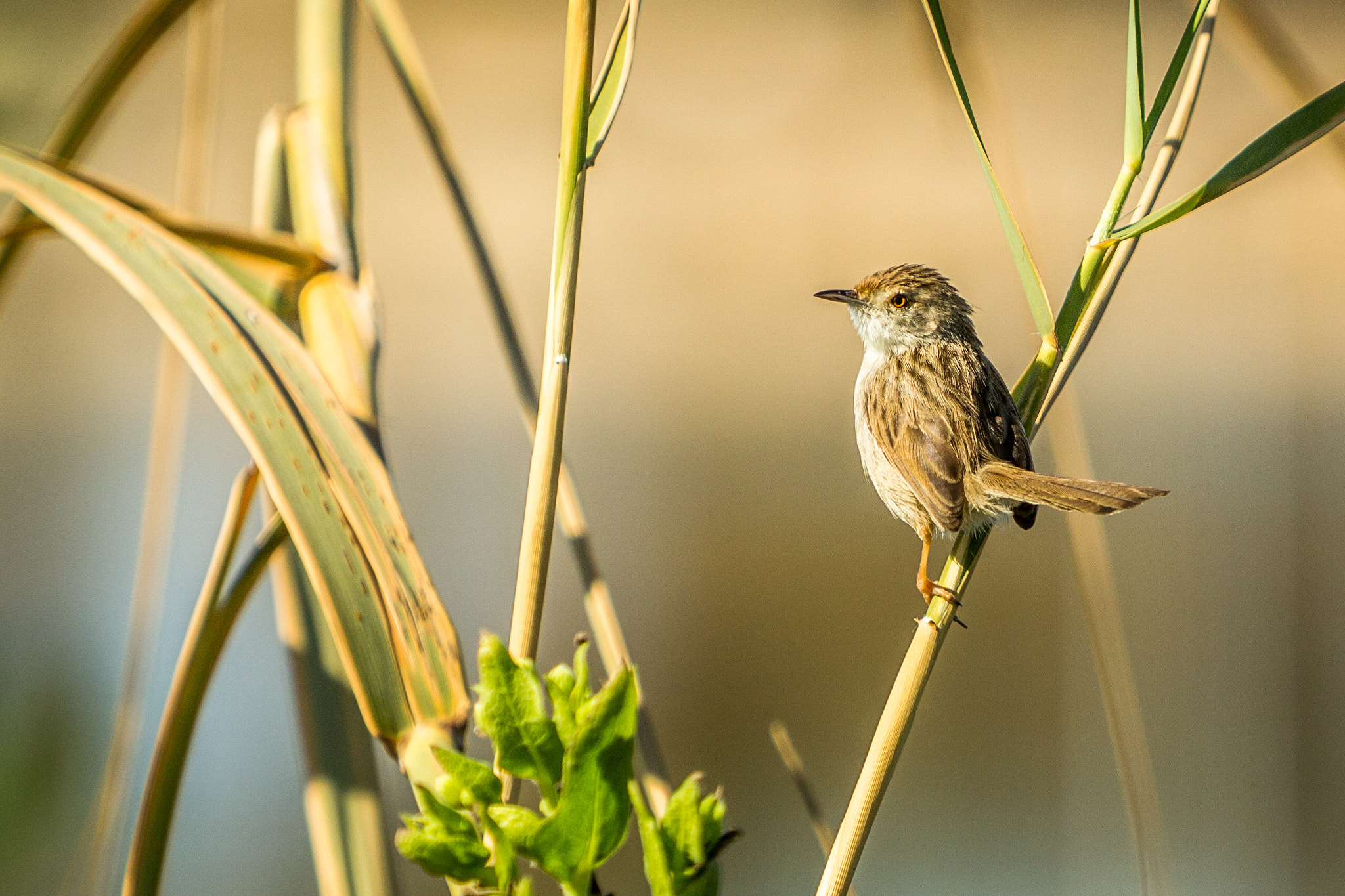 Canon EF 70-200mm F2.8L IS USM sample photo
