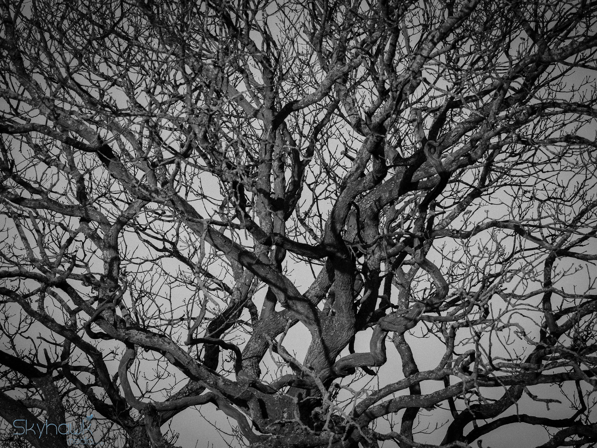 Panasonic Lumix DMC-G7 sample photo. A tree is 99% space photography