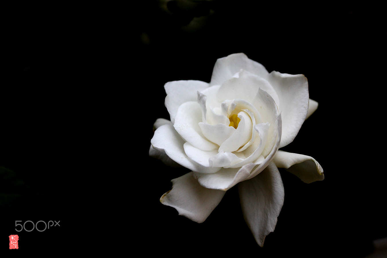 Canon EF-S 60mm F2.8 Macro USM sample photo. Cape-jasmine photography