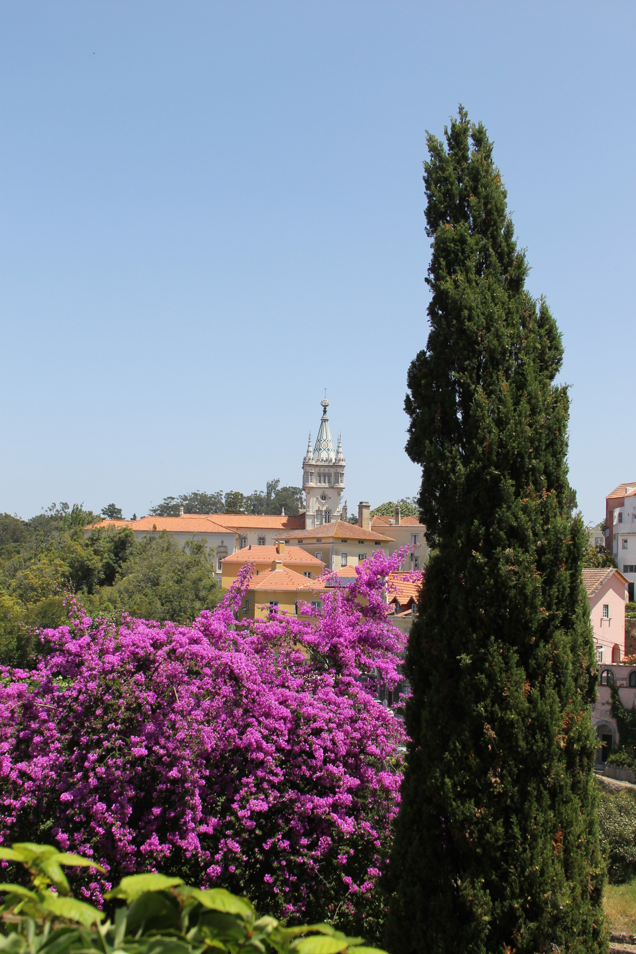 Canon EF 28-135mm F3.5-5.6 IS USM sample photo. Sintra plants photography