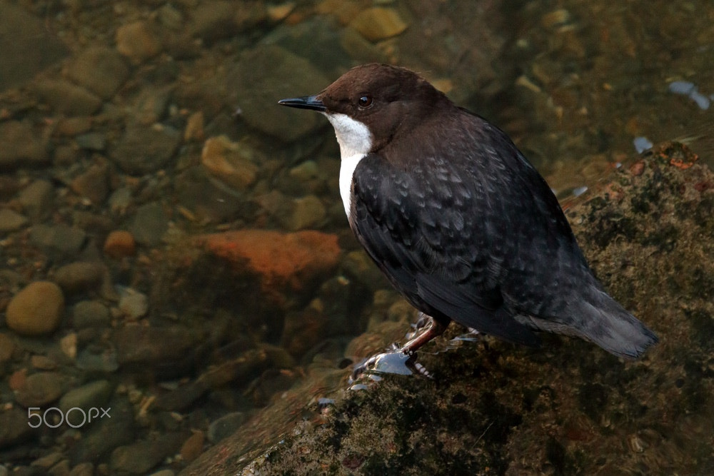 Canon EF 100-400mm F4.5-5.6L IS USM sample photo. Dipper photography