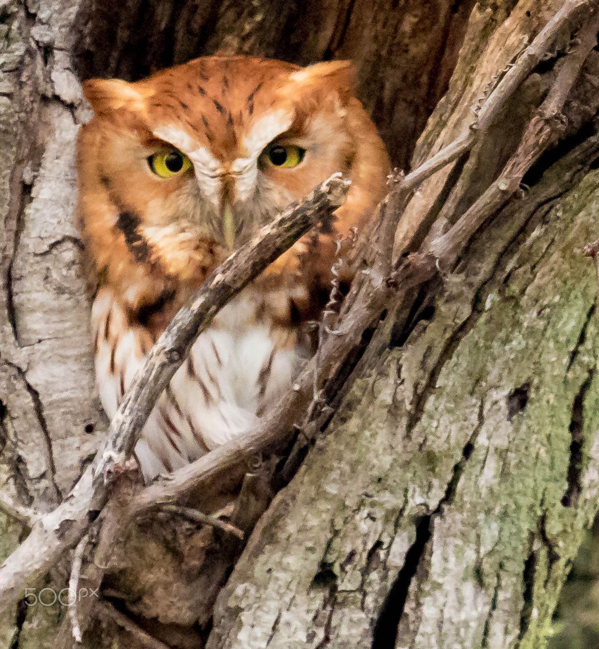 Canon EF 100-400mm F4.5-5.6L IS USM sample photo. That owl stare photography