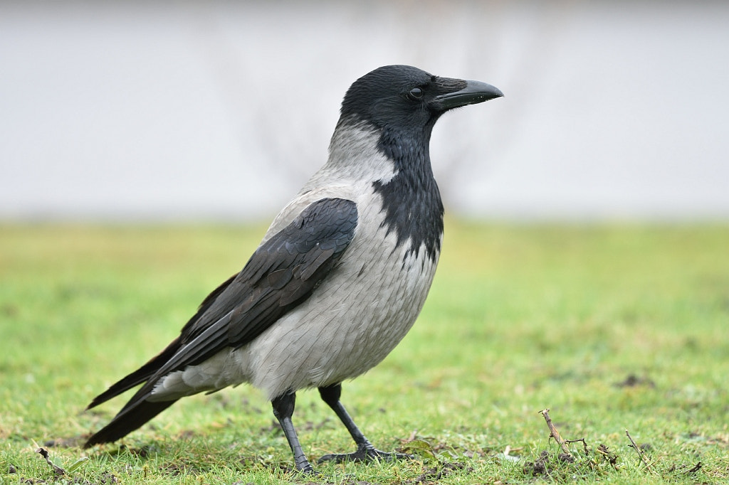 Nikon D7200 + Nikon AF-S Nikkor 600mm F4G ED VR sample photo. Corvus cornix (black white crow) photography